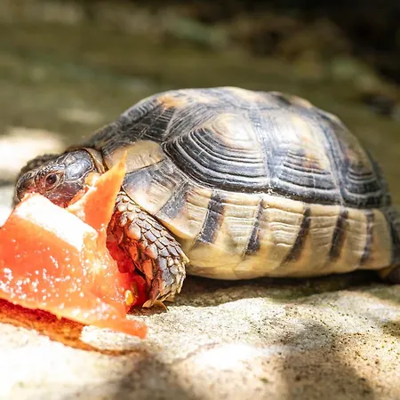 Il Giardino Di Chiara オリスターノ