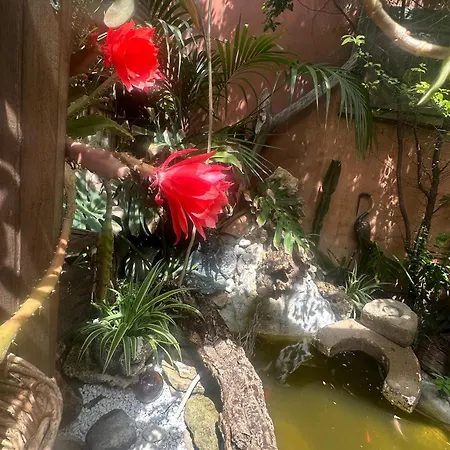 住宿加早餐酒店 Il Giardino Di Chiara 奥里斯塔诺