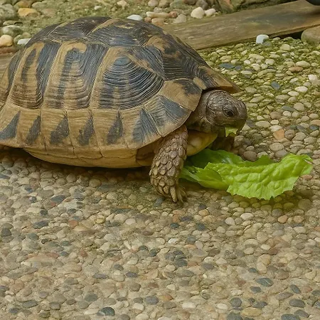 Il Giardino Di Chiara ベッド・アンド・ブレックファスト 3*