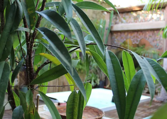 Bed and breakfast Il Giardino Di Chiara Oristano